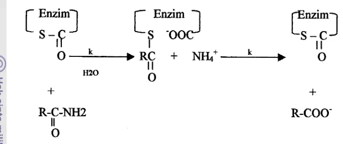 Gambar 2. Mekanisme reaksi hidrolisis yang dikatalisis oleh enzim papain 