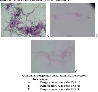 Gambar 1. Pengecatan Gram isolat Actinomycetes Keterangan : : Pengecatan Gram isolat TSR 13 