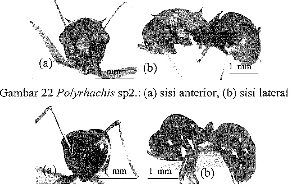 Gambar 22 Polyrhuclzis sp2.: (a) sisi anterior, (b) sisi lateral 