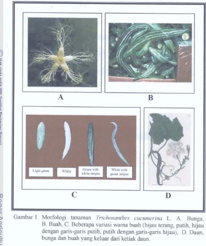Gambar 1. Morfologi tanaman Trichosanthes cucumerina L. A. Bunga, 