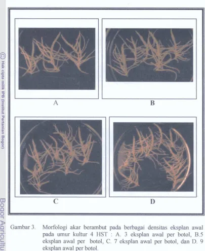 Gambar 3. Morfologi akar berambut pada berbagai densitas eksplan awal 