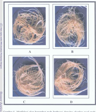 Gambar 4. Morfologi akar berambut pada berbagai densitas eksplan awal pada 