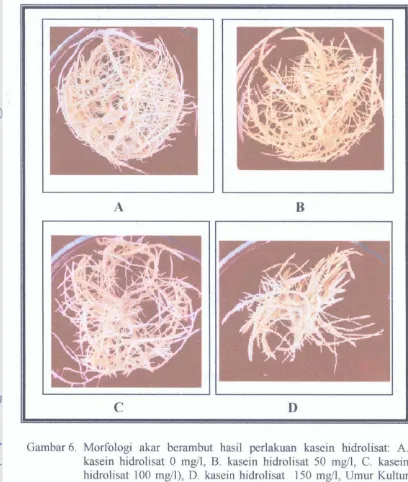 Gambar6. Morfologi akar berambut hasil perlakuan kasein hidrolisat: A. 