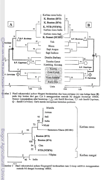 Gambar 2 Hasil rekonstruksi pohon filogeni berdasarkan dua basa pertama (A) dan ketiga basa (B) 