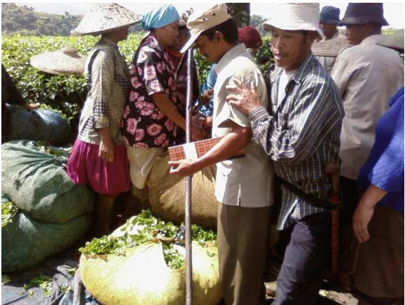 Gambar 7. Juru Tulis Perkebunan 