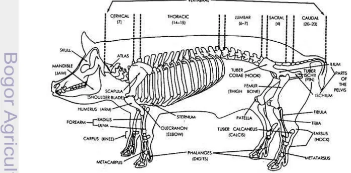 Gambar 1. Anatomi Ternak Babi Dewasa 