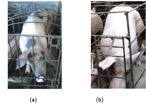 Gambar 4.  Babi Betina Kelompok Parung (a) dengan Getasan (b) 