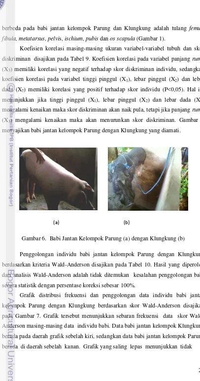 Gambar 6.  Babi Jantan Kelompok Parung (a) dengan Klungkung (b)  