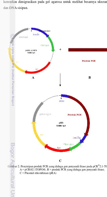 Gambar 2. Penyisipan produk PCR yang diduga gen penyandi fitase pada pCR®2.1-TOPO® 