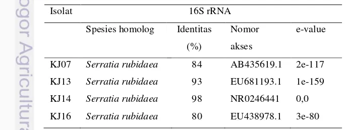 Tabel 7 Hasil identifikasi  berdasarakan sekuen gen penyandi 16S rRNA 