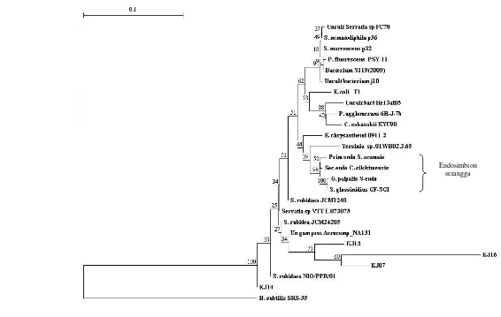 Gambar 3  Pohon filogenetik hubungan kekerabatan keempat isolat bakteri asal kutu jagung dan bakteri-bakteri lainnya