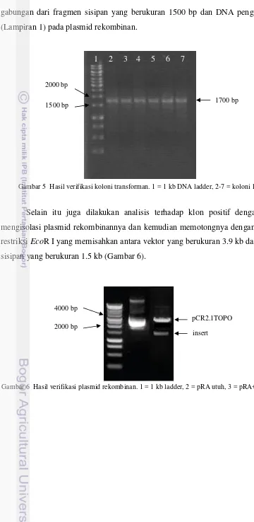 Gambar 5  Hasil verifikasi koloni transforman. 1 = 1 kb DNA ladder, 2-7 = koloni 1-7 