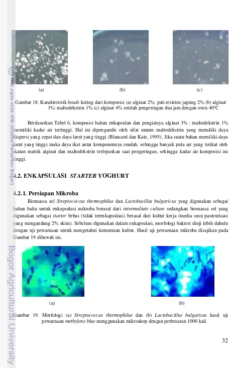 Gambar 18. Karakteristik beads kering dari komposisi (a) alginat 2%: pati resisten jagung 2% (b) alginat 