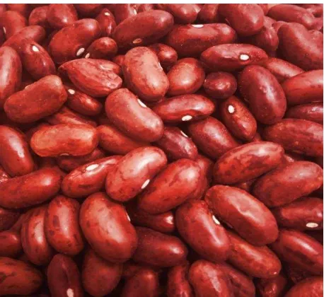 Gambar 2. Kacang Merah 