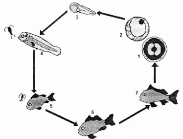 Gambar 2. Siklus hidup ikan Kakap Merah (Sulistiono et al,. 2000). 