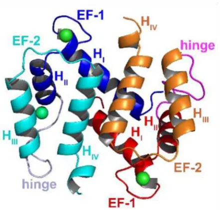 Gambar 2.1. Struktur dimer protein S100. Protein S100 dapat dijumpai dalam bentuk homodimer, heterodimer, dan oligodimer