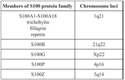 Tabel 2.3.  Anggota S100 protein familly  dan lokasinya pada berbagai gen 