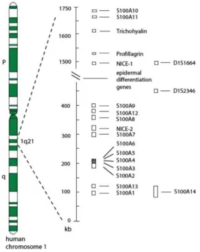 Gambar 2.2. Gen S100 yang terdapat pada kromosom 1q21. Kebanyakan gen  S100 pada manusia terletak pada kompleks diferensiasi epidermal pada kromosom 1q21, yang merupakan area yang rentan terhadap penyusunan ulang