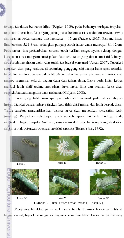 Gambar 3. Larva Attacus atlas Instar I – Instar VI  