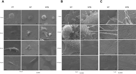 Figure 4 Thermal ield emission environmental SEM images of the HGF growth morphology after inoculation onto different titanium surfaces for 1 hour, 3 hours, 9 hours, and 24 hours