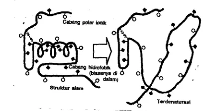 Gambar 2.2. Skema Proses Denaturasi Protein (Winarno, 1989) 