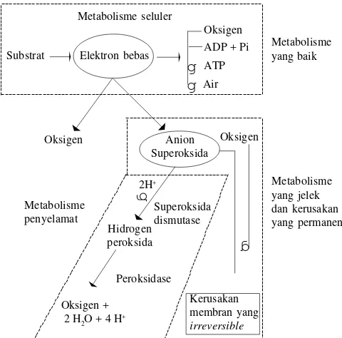 Gambar 1. Mekanisme kejadian proses peroksidasi (Hammerstedt 1993).