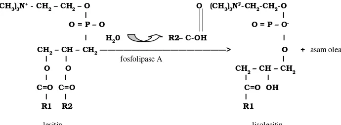 Gambar 2. Reaksi pembentukan lisolesitin (Voet & Voet 1990). R1 = asam stearat, R2 = asam oleat.