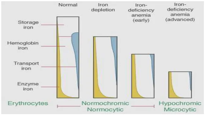 Gambar 2.2 Stadium Patogenesis Defisiensi Besi (Kaushansky et al., 2010) 