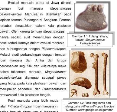 Gambar 1.1.Tulang rahang 