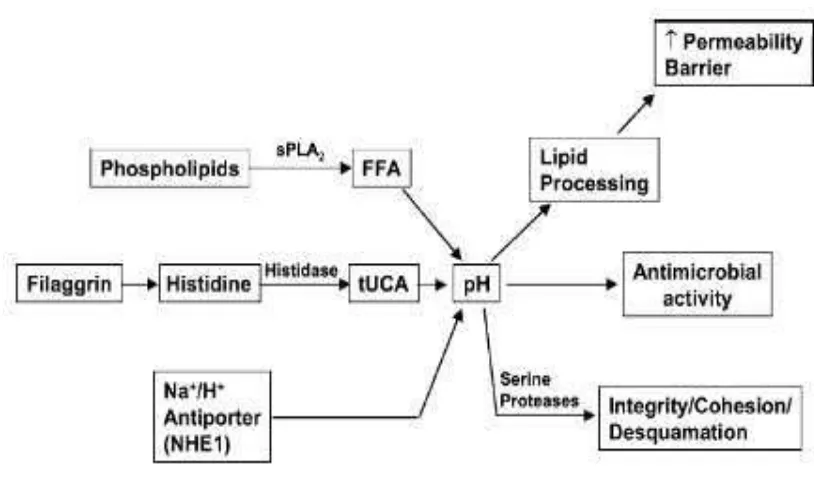 Gambar 2.2 Peran pH kulit pada sistem sawar kulit (Ellias dan Feingold 2006). 