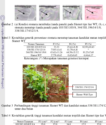 Tabel 4  Kestabilan genetik tinggi tanaman kandidat mutan terpilih dan Slamet tipe liar WT 