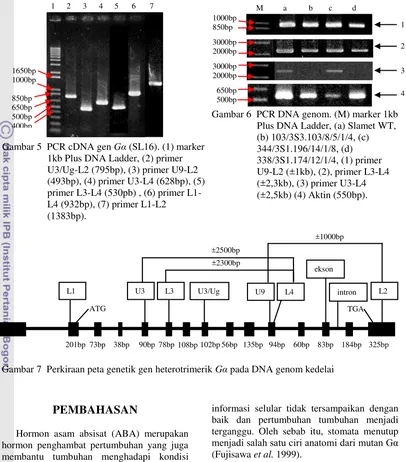 Gambar 6  PCR DNA genom. (M) marker 1kb   500bp  