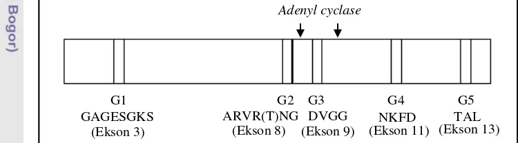 Gambar 1  Struktur subunit Gα pada padi (Accession: A2Y3B5) 