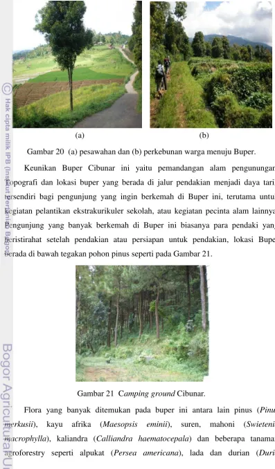 Gambar 21  Camping ground Cibunar. 
