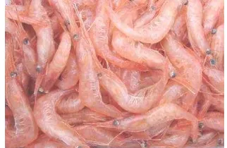 Figure 2 shrimps as one of the chitin resource   