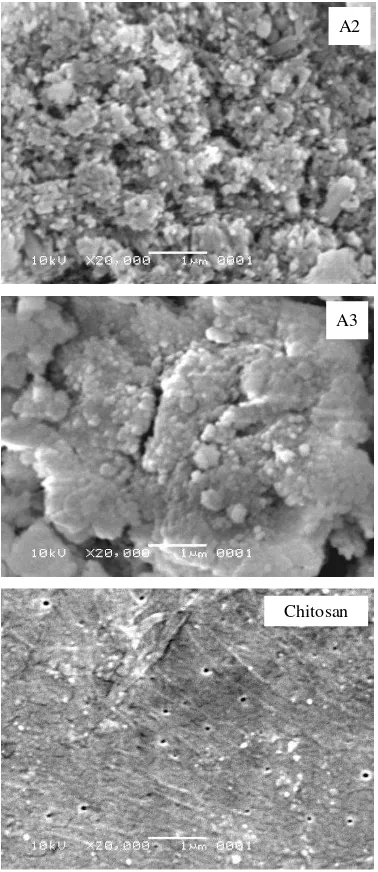 Figure 15   SEM picture of sample A1, A2,                     A3 and chitosan  