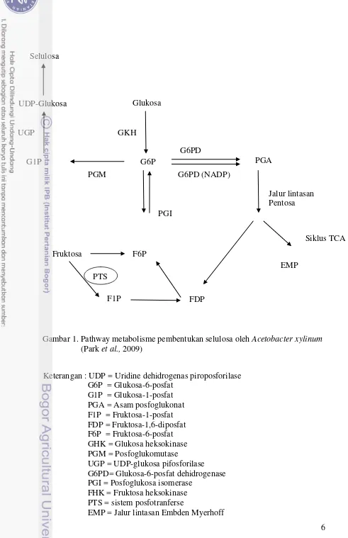 Gambar 1. Pathway metabolisme pembentukan selulosa oleh Acetobacter xylinum 