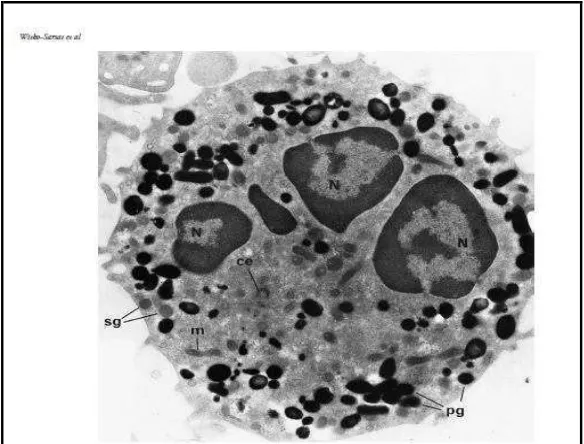 Gambar 2.4 Granula neutrofil. Elektron mikroskop memperlihatkan neutrofil 