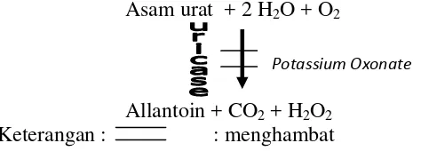 Gambar 2. Mekanisme aksi dari kalium oksonat dalam menghambat kerja enzim urikase pada pembentukan allantoin (Rodwell et al., 1997) 