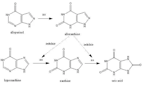 Gambar 3. Mekanisme penghambatan allopurinol terhadap enzim xantin oksidase pada pembentukan asam urat (Tjay dan Raharja, 2007) 