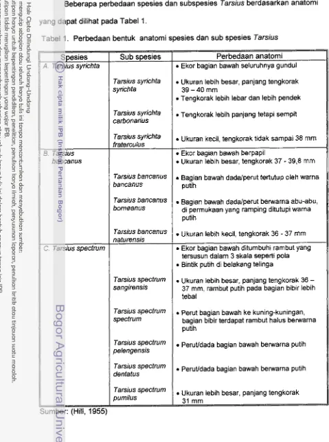 Tabel 4 .  Perbedaan bentuk anatami spesies dan sub spesies Tarsius 