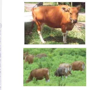 Gambar  1  Penampilan sapi bali (atas) (Handiwirawan et al. 2003) dan B. 