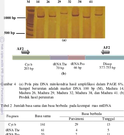 Gambar 4  (a) Pola pita DNA mitokondria hasil amplifikasi dalam PAGE 6%. 