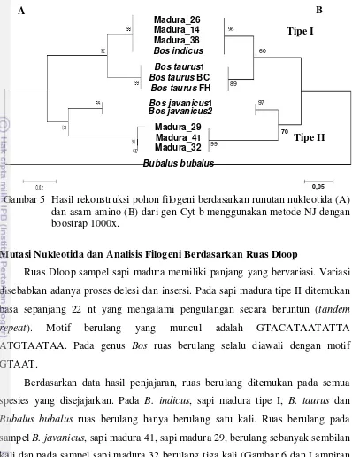 Gambar 5  Hasil rekonstruksi pohon filogeni berdasarkan runutan nukleotida (A) 