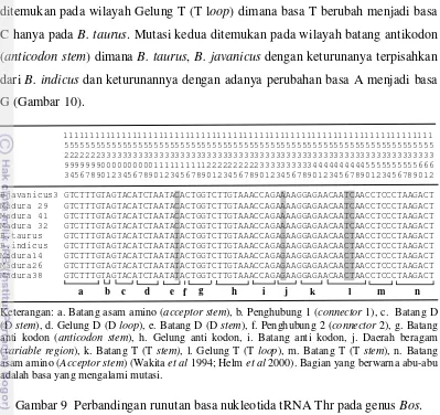 Gambar 9  Perbandingan runutan basa nukleotida tRNA Thr pada genus Bos. 