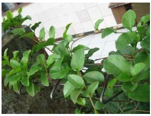 Gambar 10 Winahong (Anredera cordifolia) yang merambat di pagar rumah 