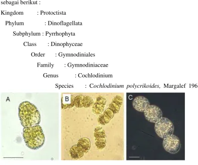 Gambar 2.   C.  polykrikoides C   2 – 4 sel 