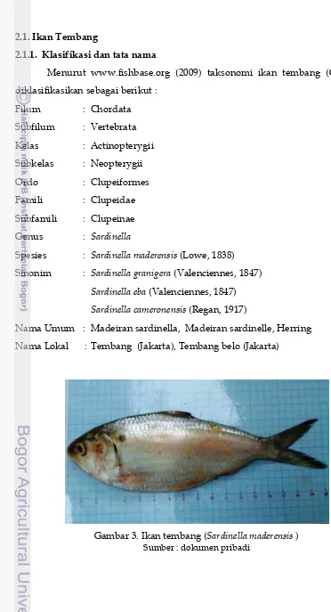 Gambar 3. Ikan tembang (Sardinella maderensis ) 