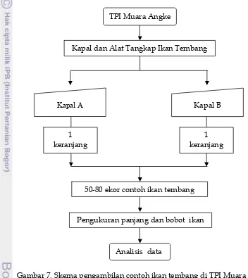 Gambar 7. Skema pengambilan contoh ikan tembang di TPI Muara Angke 
