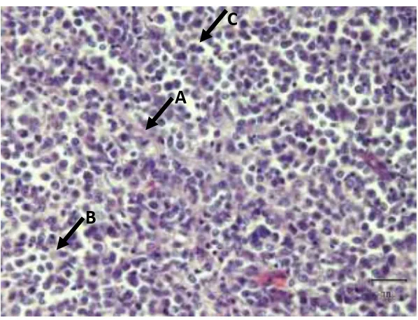 Gambar 1.Gambaran histopatologi kasus Venereal sarcoma 
